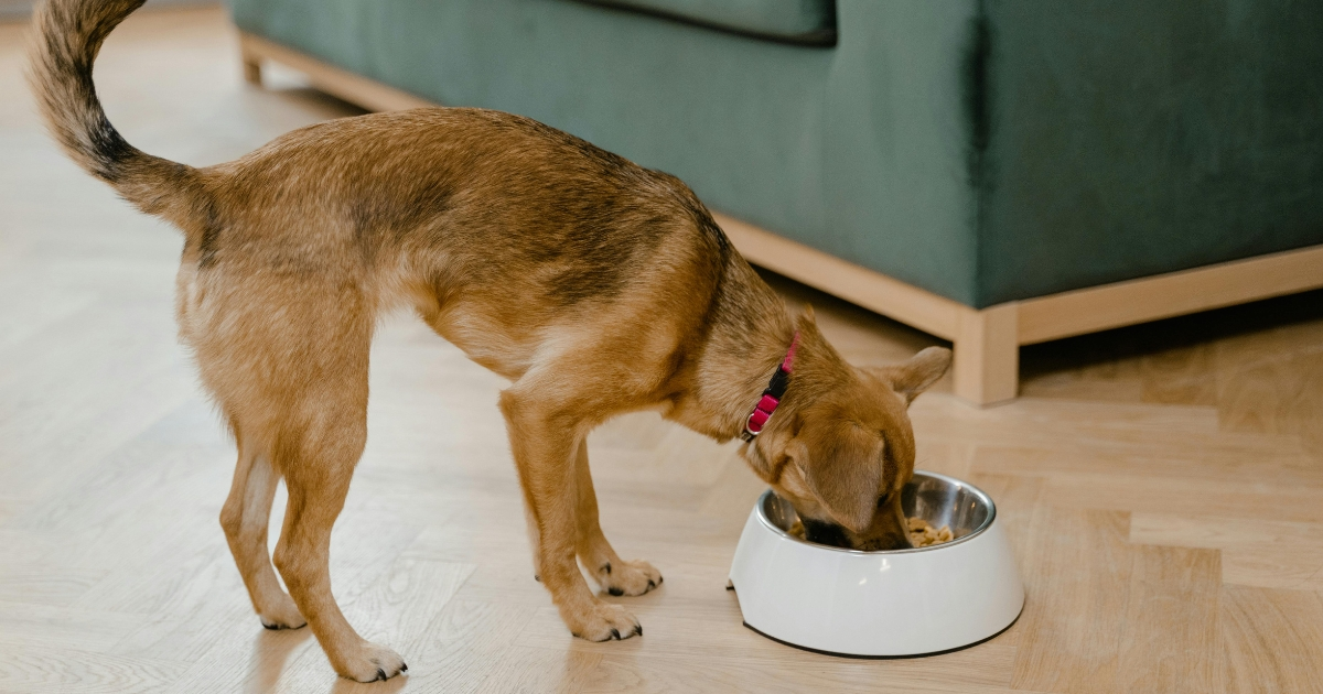 can dogs eat avocado