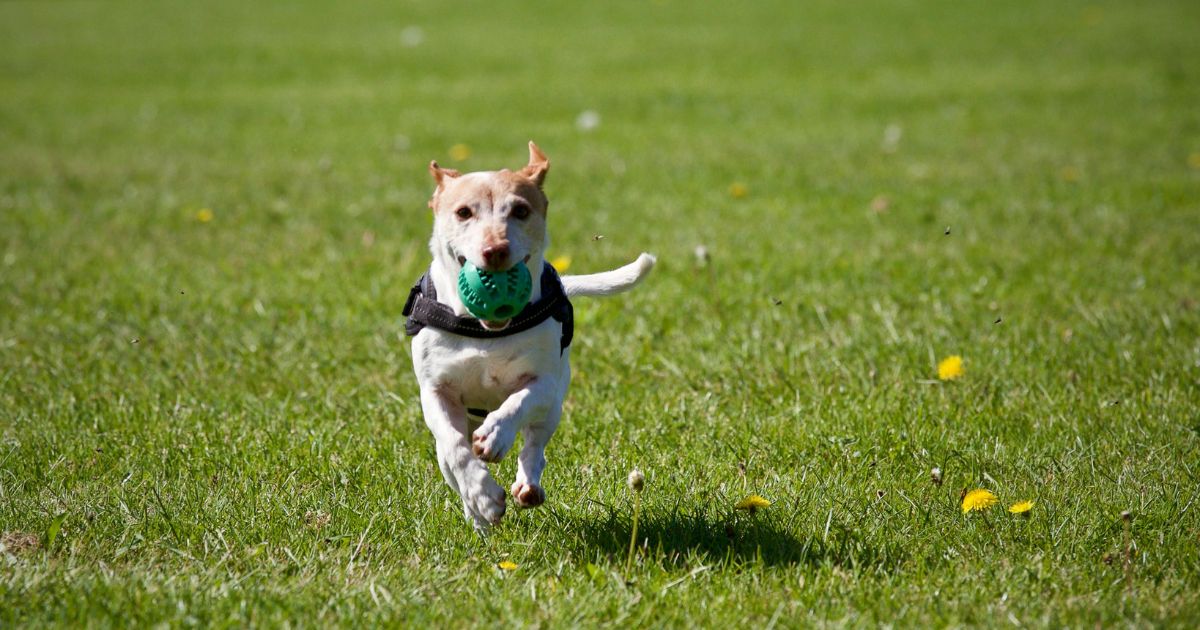 Can Dogs Eat Raw Chicken? Are Raw Chicken Good For Dog?