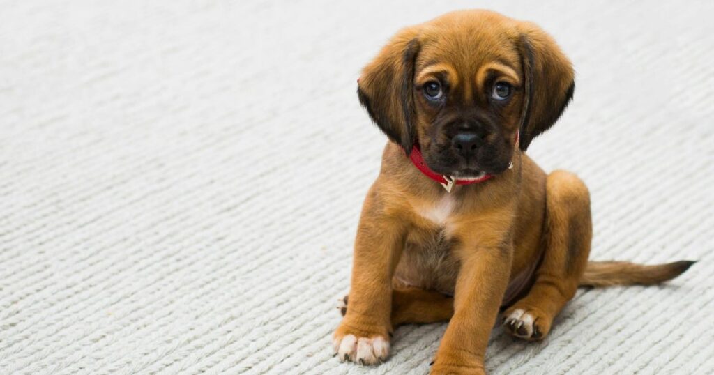 Can Dogs Have Cherries?