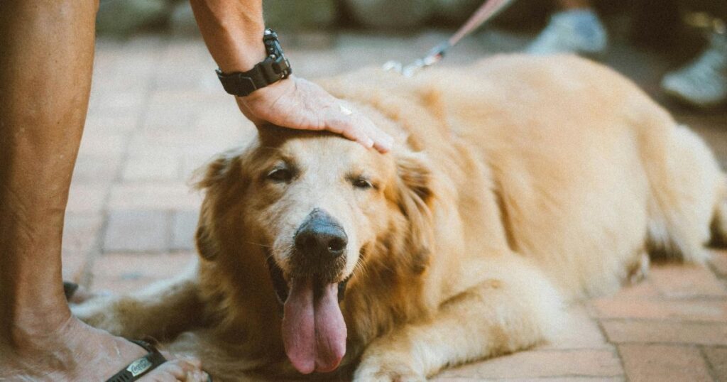 Can Dogs Eat Pecans? Risks and Benefits