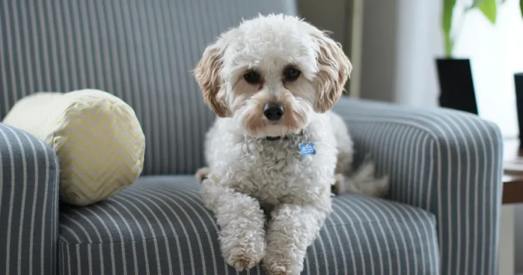 Why Does My Dog Chew on the Towel?