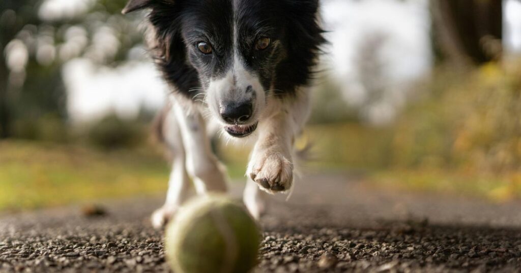 Can You Put Neosporin On A Dog? Neosporin for Dogs