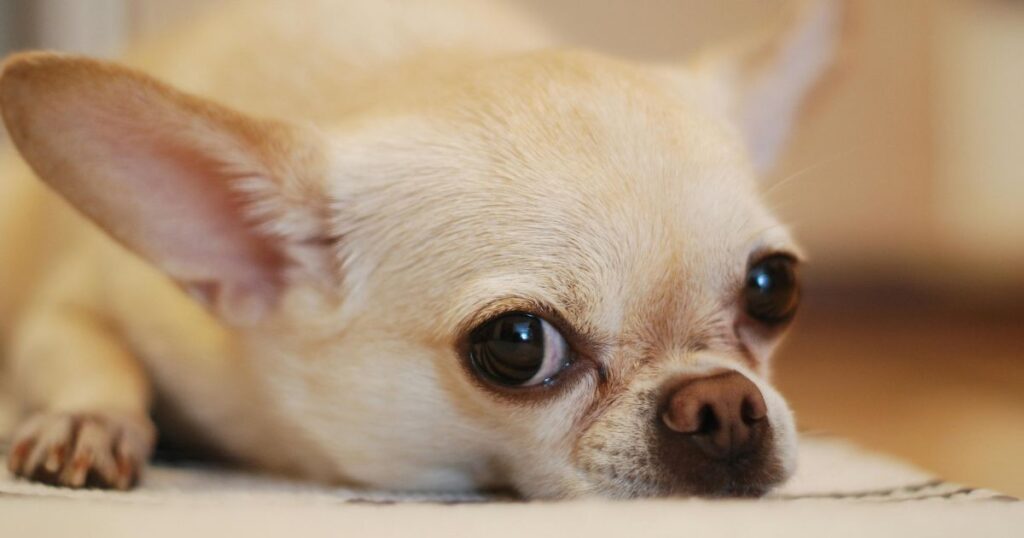 top 10 laziest dog breeds