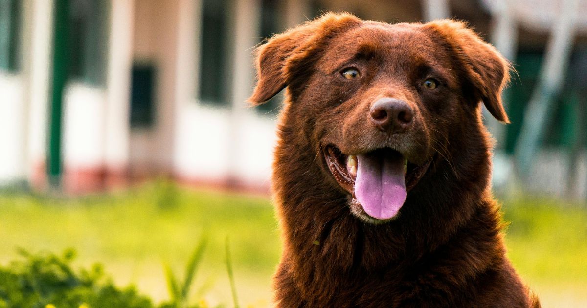 Signs Of Autism In Dogs: How to Tell if Your Dog Has Autism