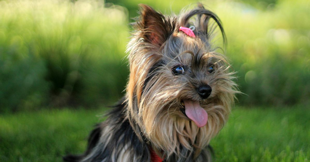 Can Dogs Eat Strawberry Ice Cream?