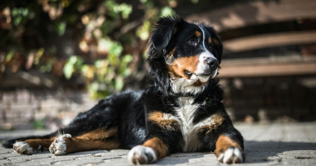 how long can a dog go without eating?