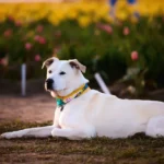 big white fluffy dog