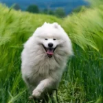 huge fluffy dog